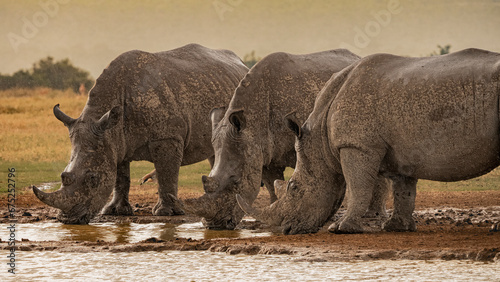 Wet rhinos after an equatorial shower photo
