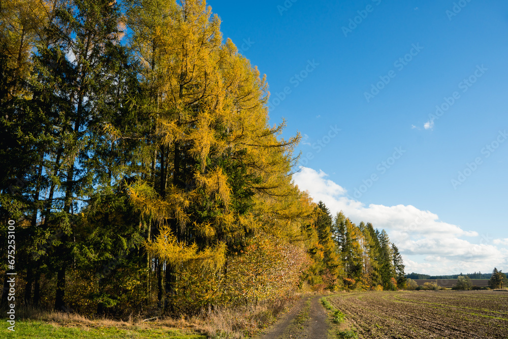 Colorful autumn landscape with vivid yellow and orange trees, sunlight, meadows, forests and fields
