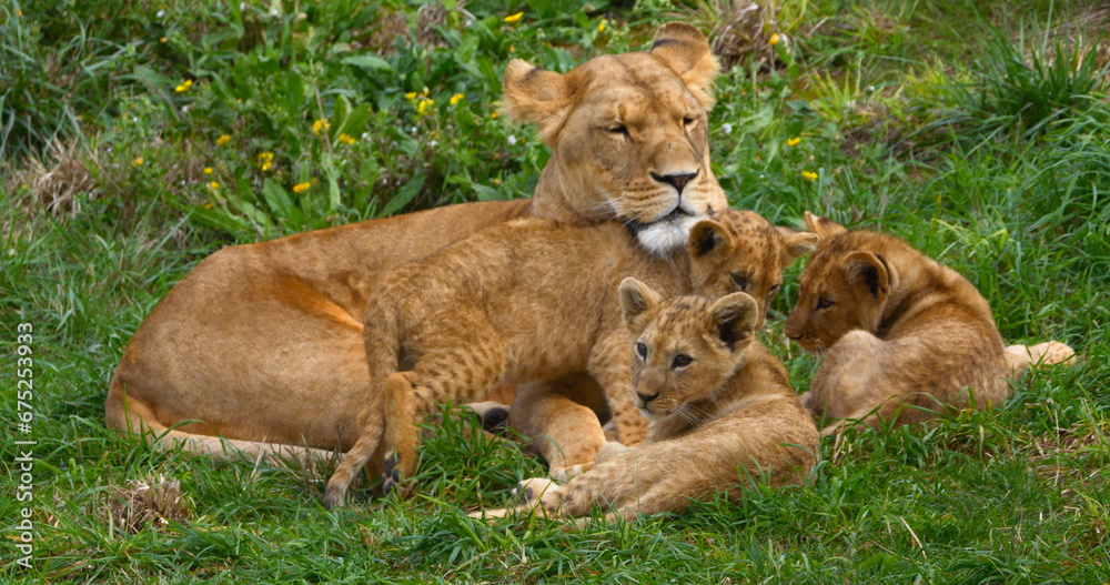 African Lion, panthera leo, Mother and Cub African Lion, panthera leo, Mother and Cub
