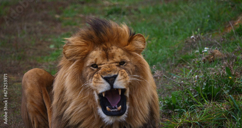 Fototapeta Naklejka Na Ścianę i Meble -  African Lion, panthera leo, Male snarling