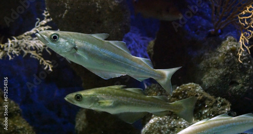 European pollock, pollachius pollachius, Fishes Swimming