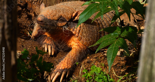 Yellow or Six-banded Armadillo, euphractus sexcinctus, Adult standing at Den Entrance photo