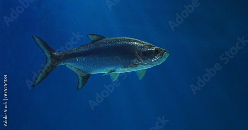 Atlantic Tarpon, megalops atlanticus, Adult Swimming