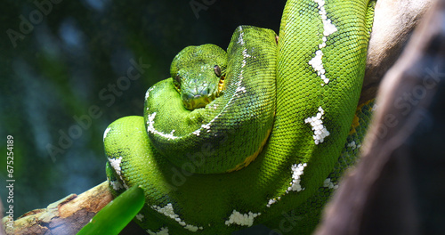 Emerald Tree Boa, corallus caninus, Adult Wrapped around a Branch