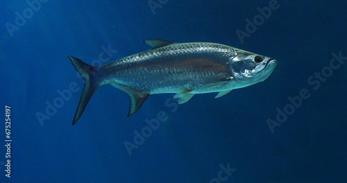 Atlantic Tarpon, megalops atlanticus, Adult Swimming © slowmotiongli