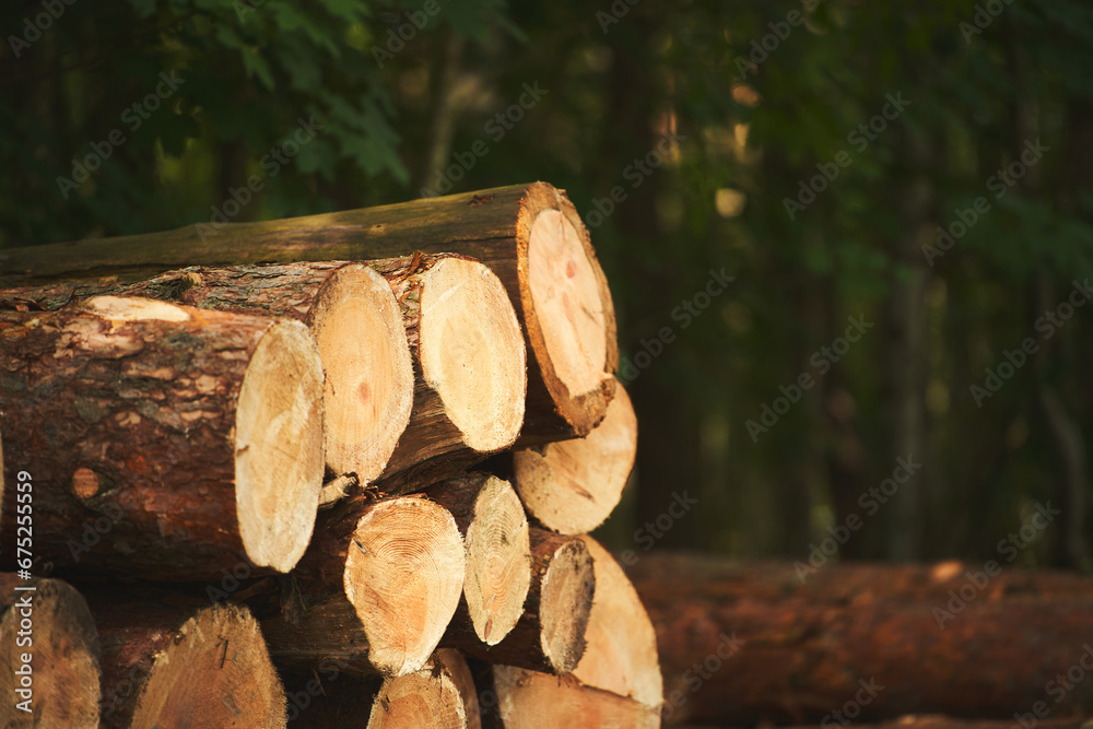Bio Renewable heat and energy source. Big logs of wood are prepared in a sawmill for the production of furniture and lumberwood. Ecological Damage and deforestation concept. Bio Renewable heat and energy source. Big logs of wood are prepared in a sawmill for the production of furniture and lumberwood. Ecological Damage and deforestation concept.