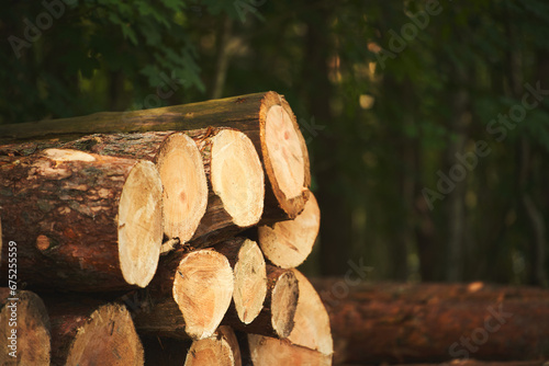 Bio Renewable heat and energy source. Big logs of wood are prepared in a sawmill for the production of furniture and lumberwood. Ecological Damage and deforestation concept.