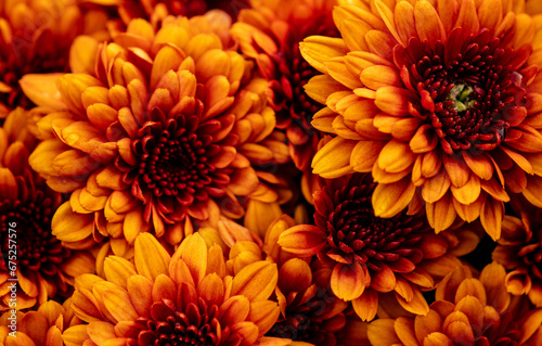 A bouquet of Fall Orange Chrysanthemum Flowers would make an excellent background or wallpaper.