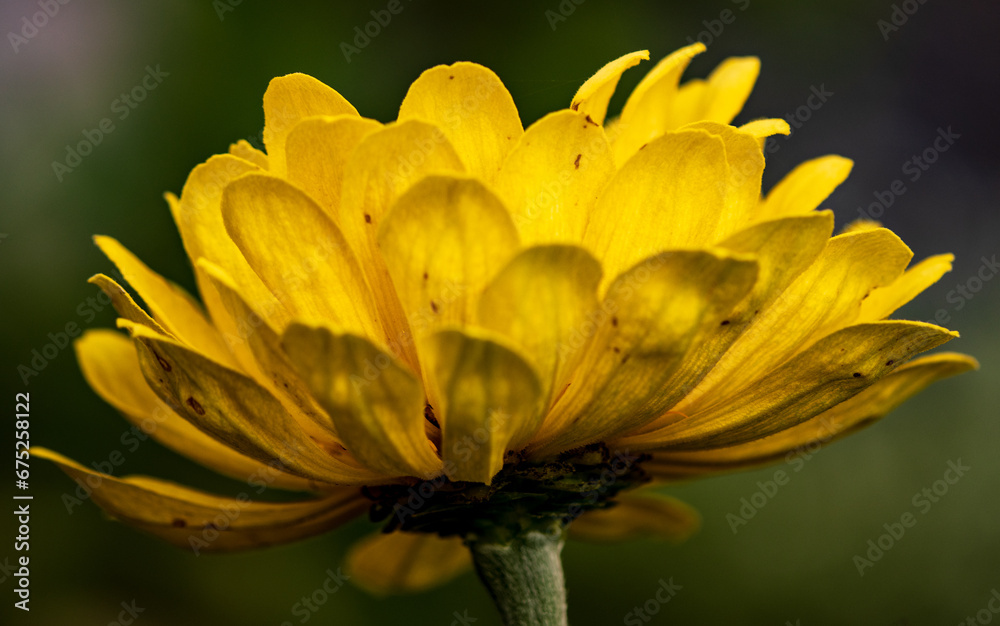 Fototapeta premium Macro Photography Close-up of a Bight Yellow Marigold