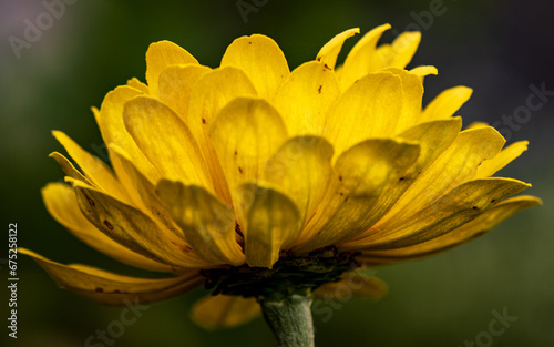 Macro Photography Close-up of a Bight Yellow Marigold