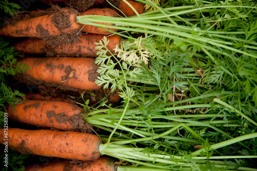 Close up of carrots covered in soil
