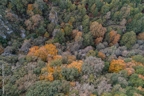 drone aerial view of a deciduous forest in fall