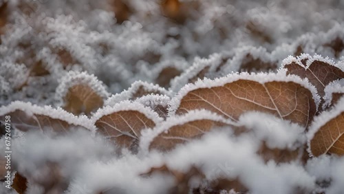 closeup frost covering every inch leaf, creating winter wonderland. photo