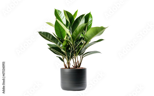 ZZ Plant In container on Transparent PNG