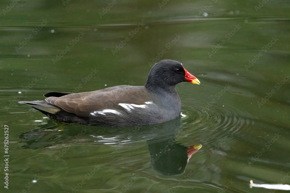 Teichhuhn (Gallinula chloropus) Teichhuhn (Gallinula chloropus)