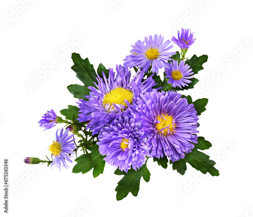 Purple aster flowers in a f...