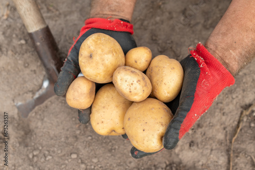 Rich harvest of potato in private garden. Just dug out of soil white pototoes photo