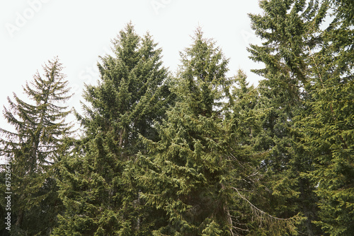 Coniferous woods and forest trees. © astrosystem