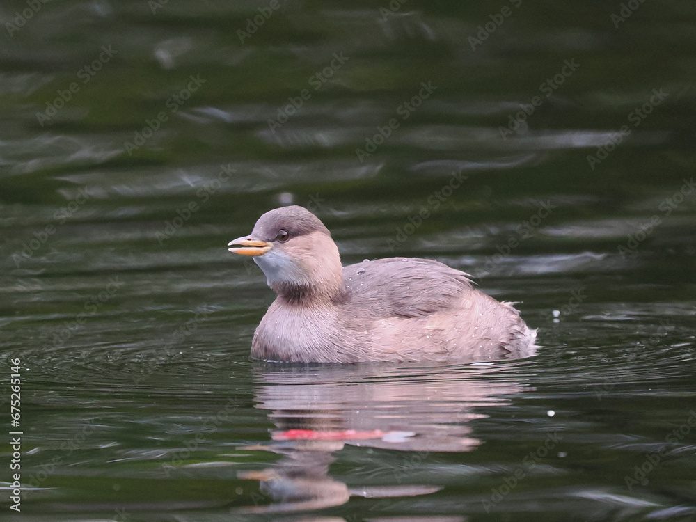 Fototapeta premium Zwergtaucher (Tachybaptus ruficollis)