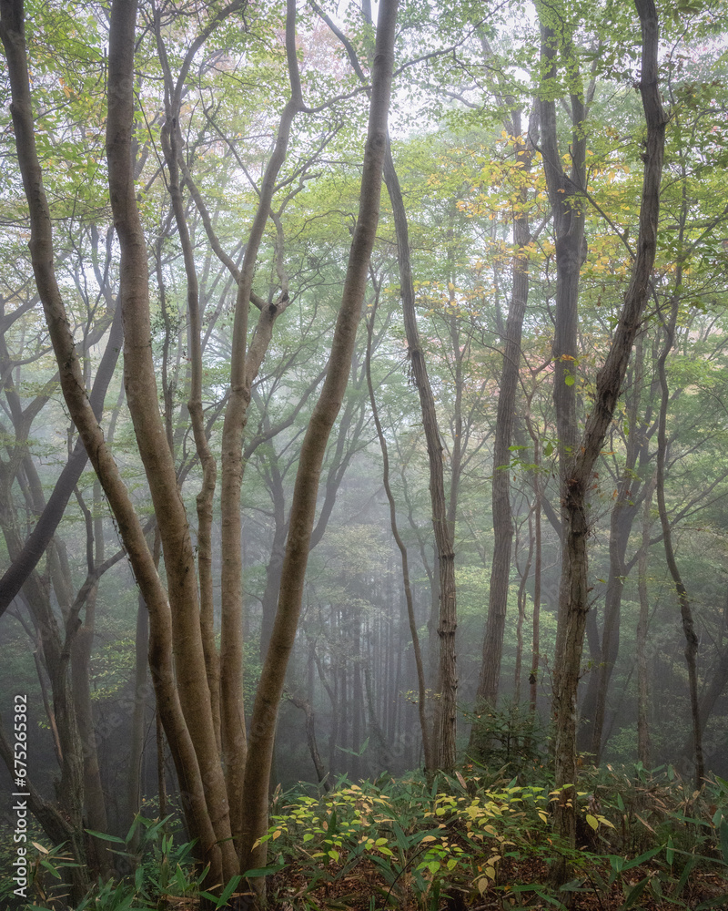 朝靄に浮かぶ森林の獣道
