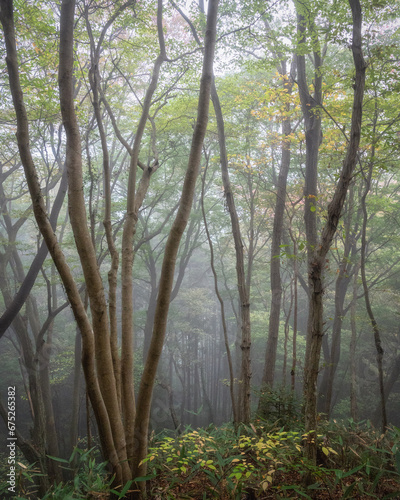 朝靄に浮かぶ森林の獣道 © Hiroki Kobayashi