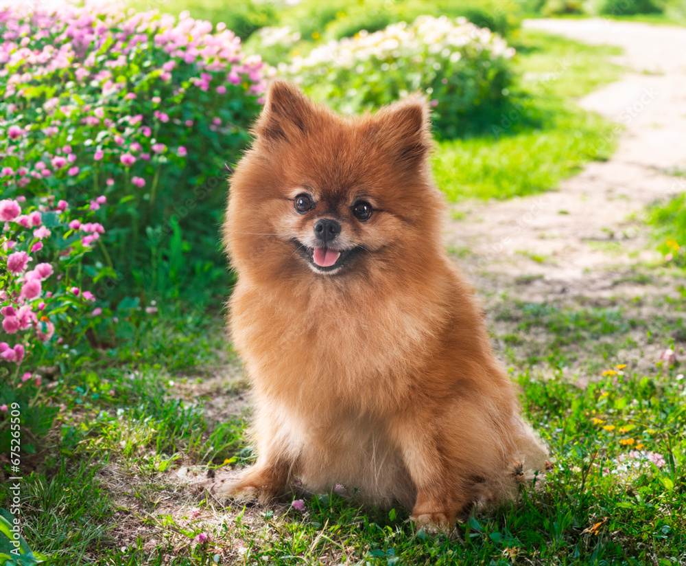young pomeranian in nature young pomeranian in nature