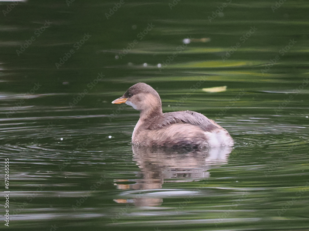 Zwergtaucher (Tachybaptus ruficollis) Zwergtaucher (Tachybaptus ruficollis)