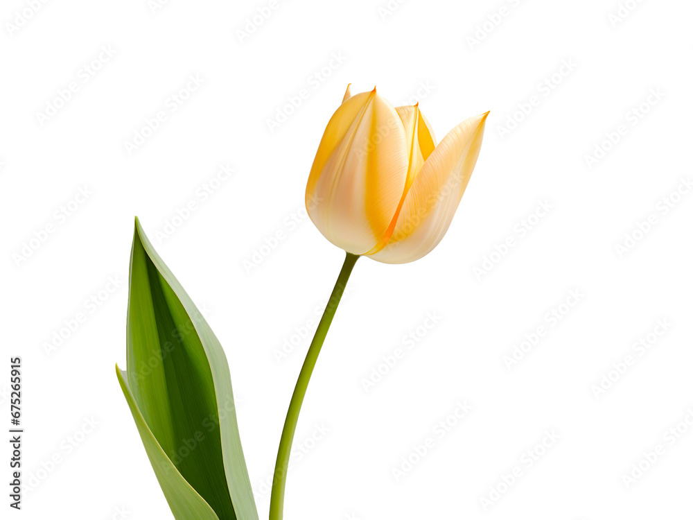 Tulipán colorido en fondo transparente. Tulipán colorido en fondo transparente.