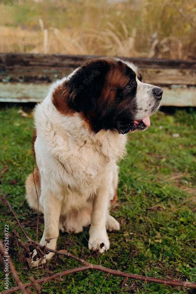 bernese mountain dog