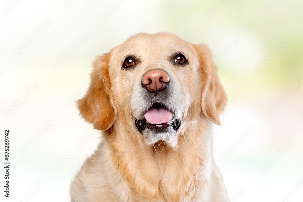 Beautiful cute young dog posing