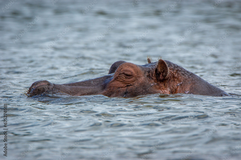 hippopotamus in water