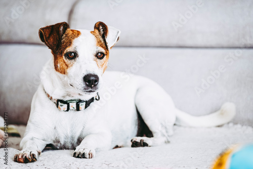 Fototapeta Naklejka Na Ścianę i Meble -  Petit chien de race jack russell terrier assis sur le canapé