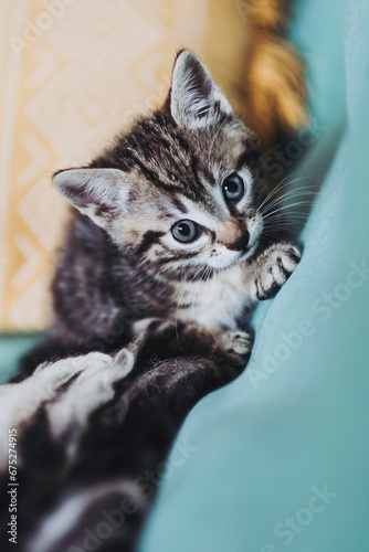 Fototapeta Naklejka Na Ścianę i Meble -  Portrait d'un adorable petit chaton rayé tigré aux yeux bleus à la maison