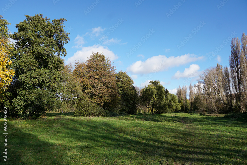 beautiful green parkland with trees on sunny day in autumn. peaceful outdoor spaces. 