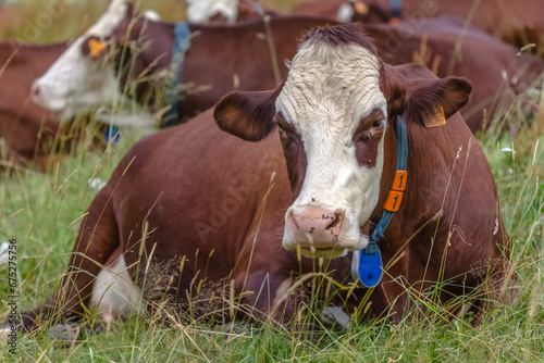 Vaches laitières de race abondance au col des Aravis en Savoie 