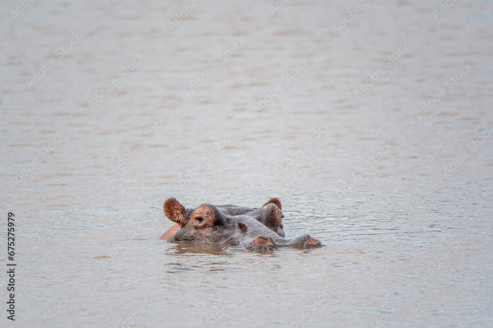 Fototapeta premium hippopotamus in water