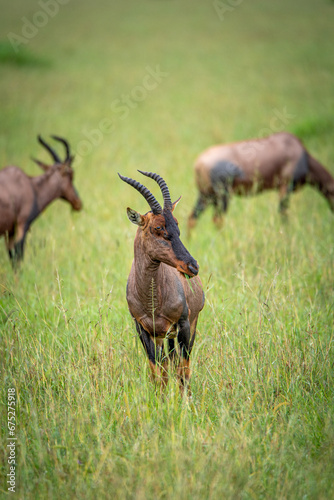 Topi antelopes photo