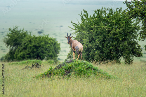 topi antelope on a hill photo