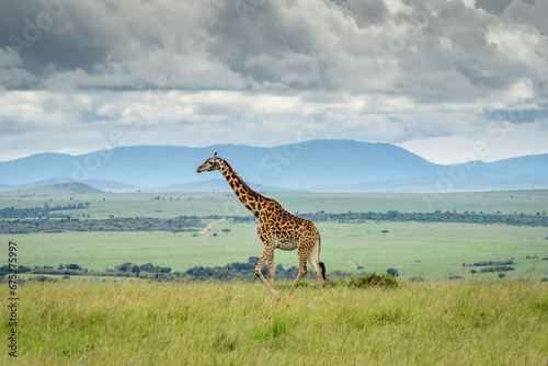 Photography giraffe in the savannah