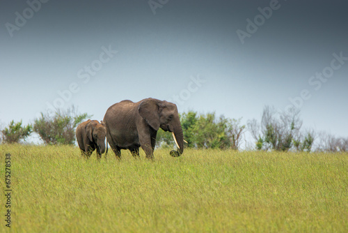Canvas Print elephants in the field