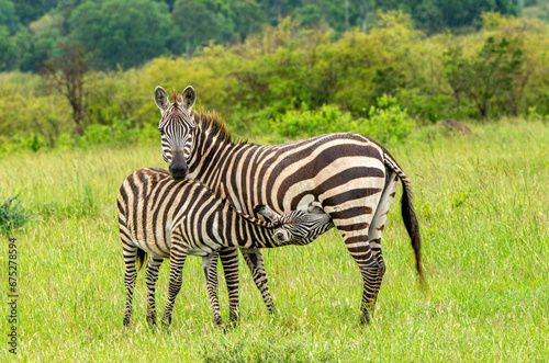 Young zebra breakfast photo