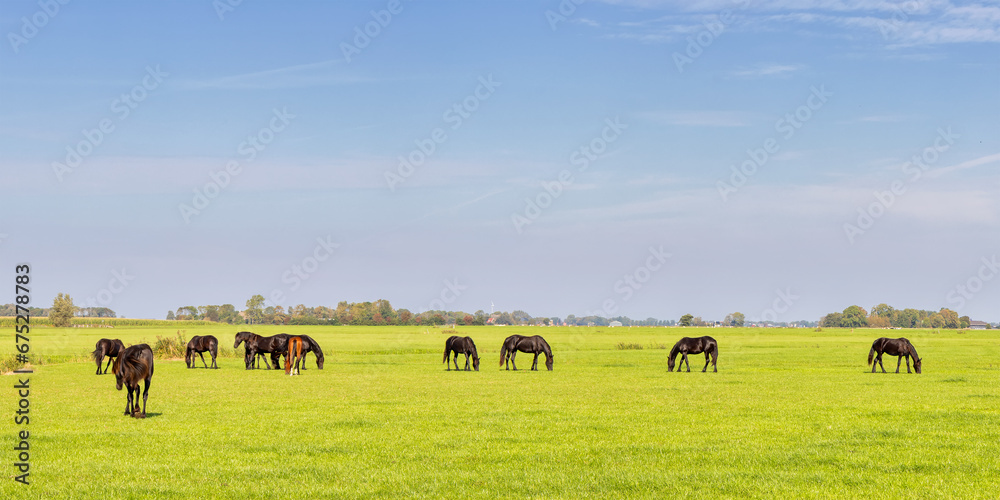 Summer view of a Frisian green meadow with horses in Friesland, The Netherlands Summer view of a Frisian green meadow with horses in Friesland, The Netherlands