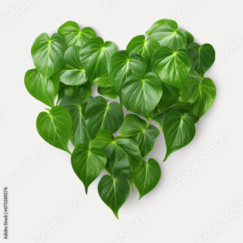 Heart shaped green leaves of Homalomena plant Homaro