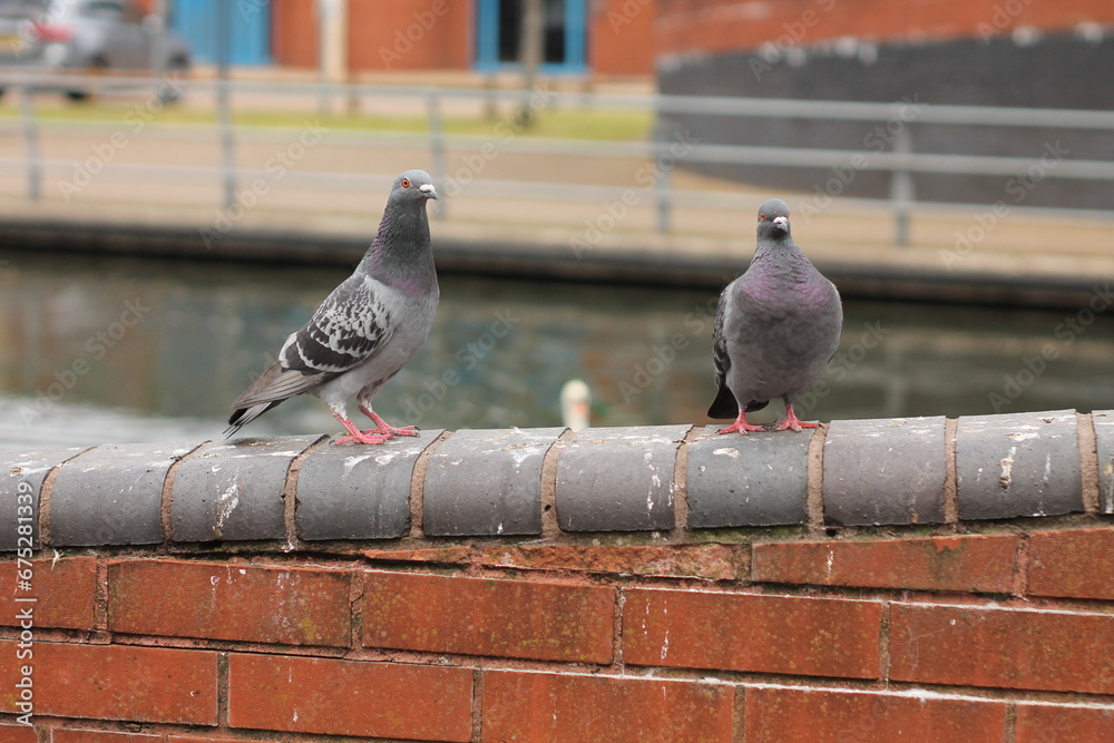 Fototapeta premium pigeons in the city