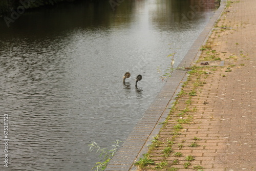 shopping trolley in canal