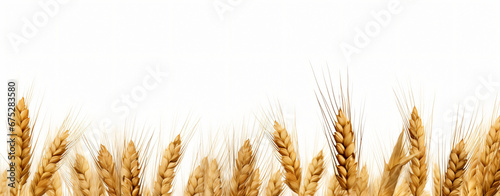 Wheat field border isolated on a white background.
