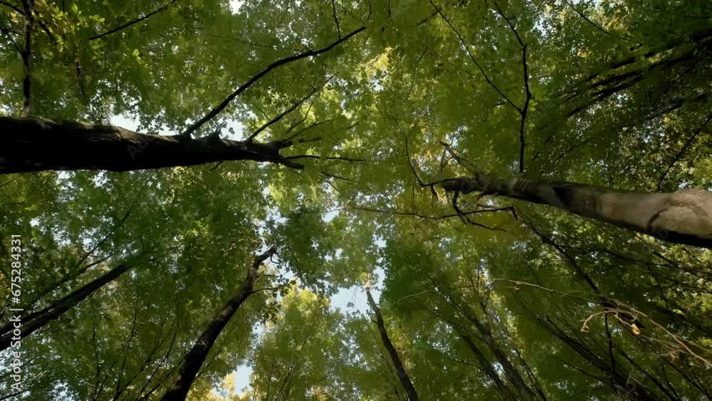 Bottom up view. Lush green foliage of trees Walking through the forest. Move camera Bottom up view. Lush green foliage of trees Walking through the forest. Move camera