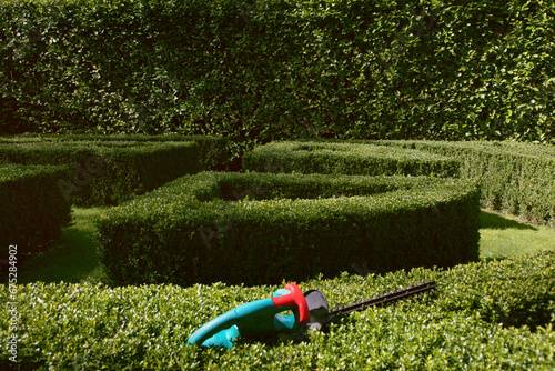 Electric Hedge Trimmer on Boxwood Bush
