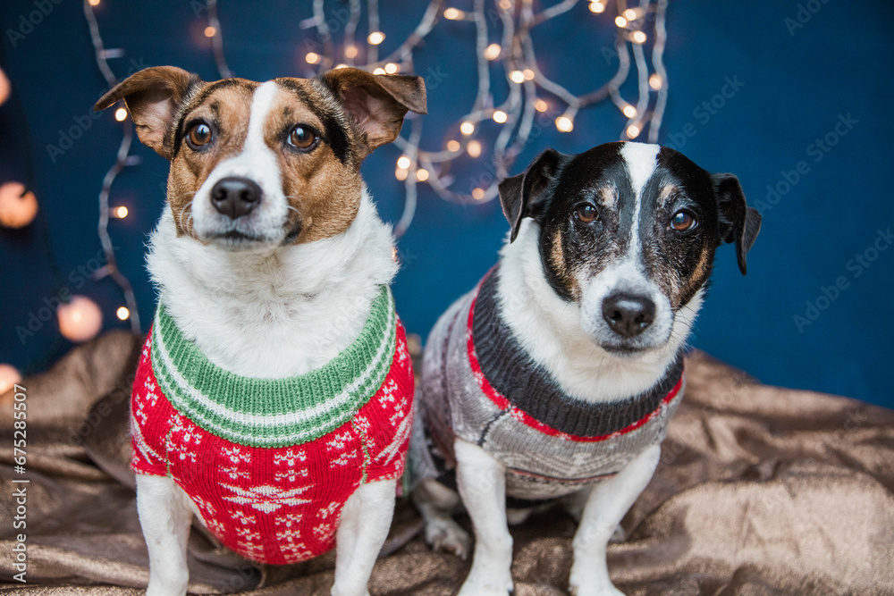 Dogs Wearing Christmas Jumpers
Dogs Wearing Christmas Jumpers