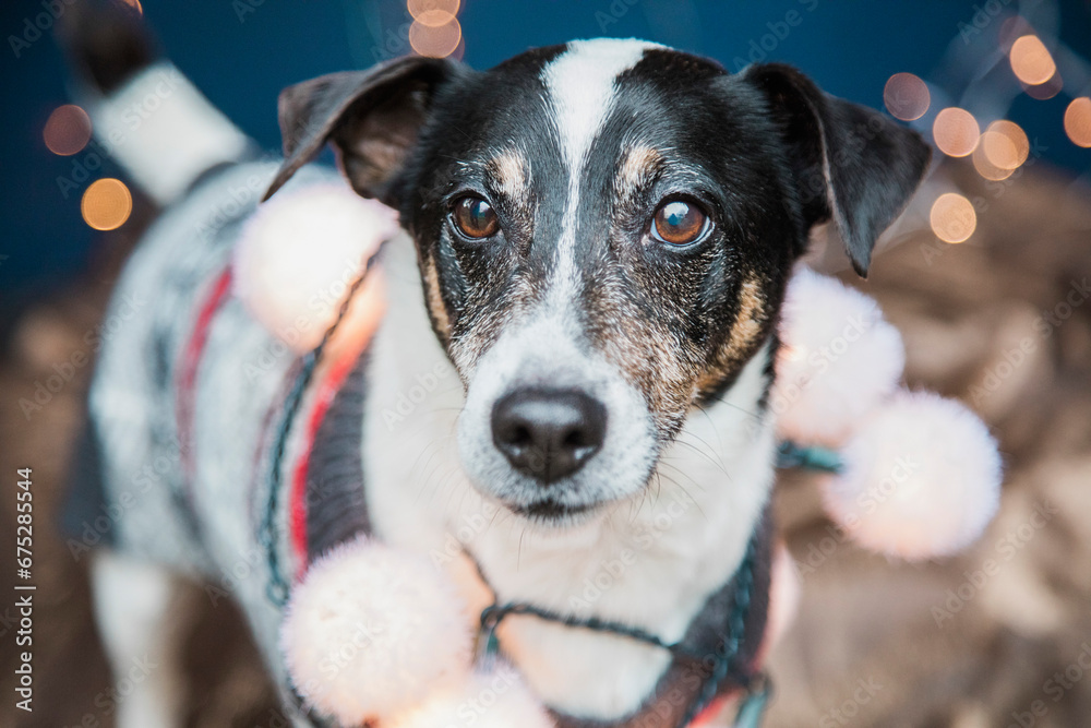 Dog Wearing Christmas Jumper and Lights
Dog Wearing Christmas Jumper and Lights